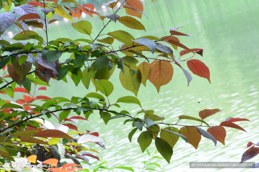 樹枝樹葉  