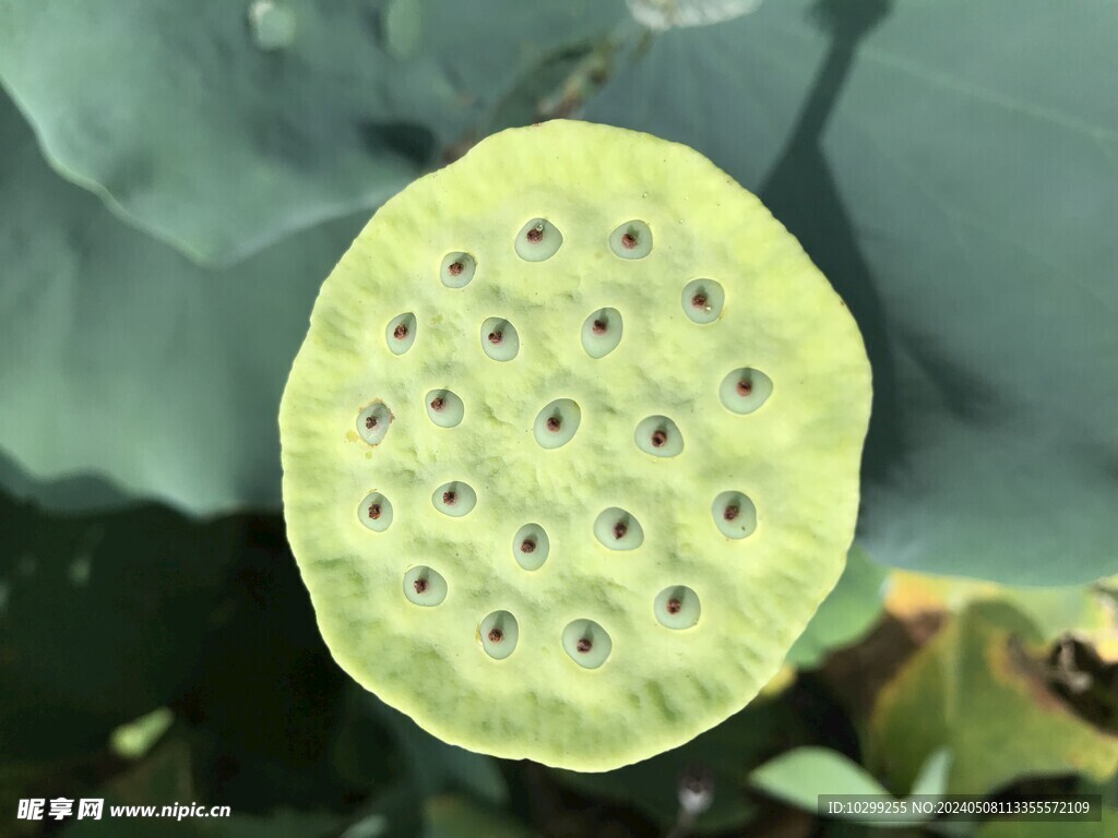 蓮蓬