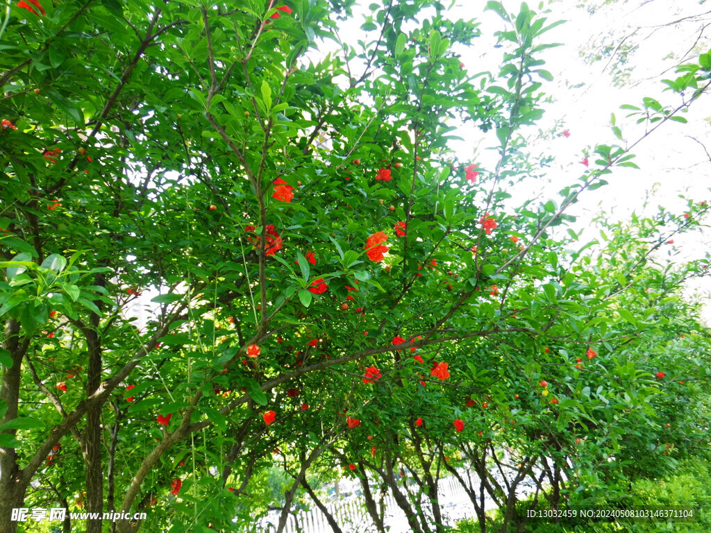 紅石榴花