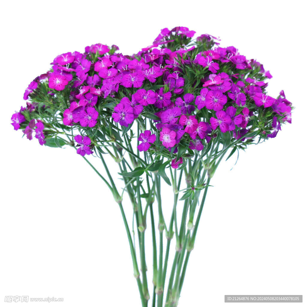 石竹花