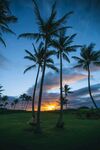 夕阳下的椰子树