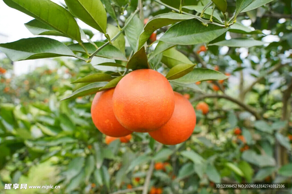 鮮橙