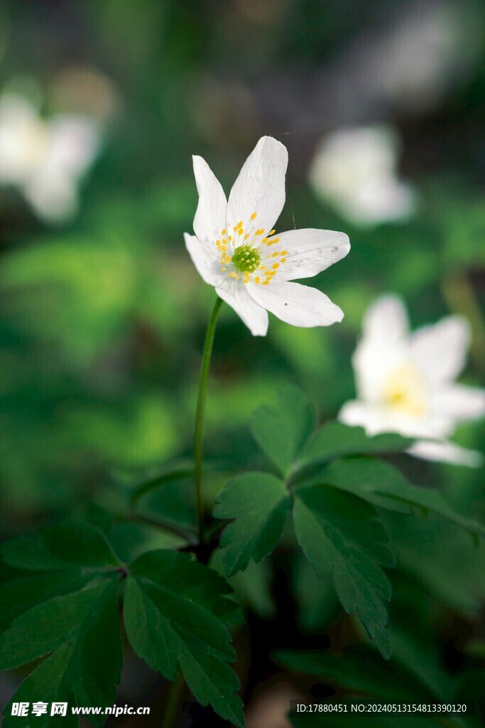 黑水銀蓮花