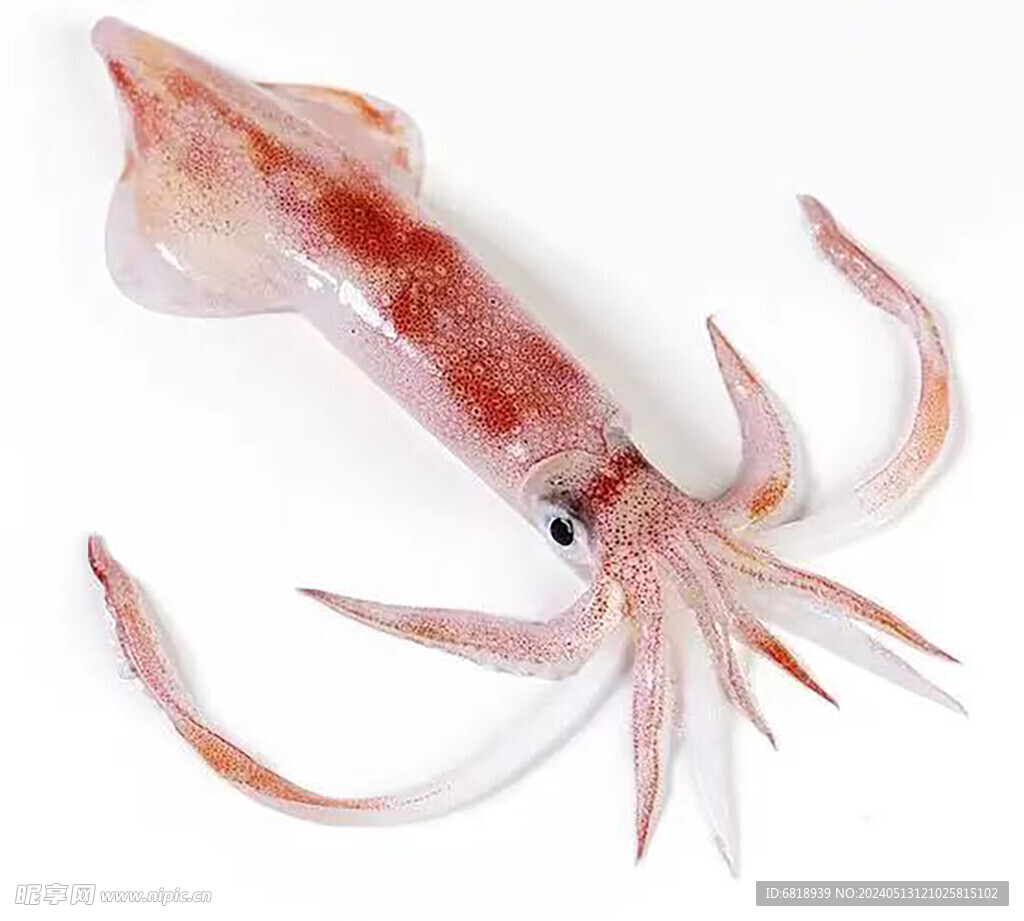 魷魚(yú)現(xiàn)拍  鮮魷魚(yú)