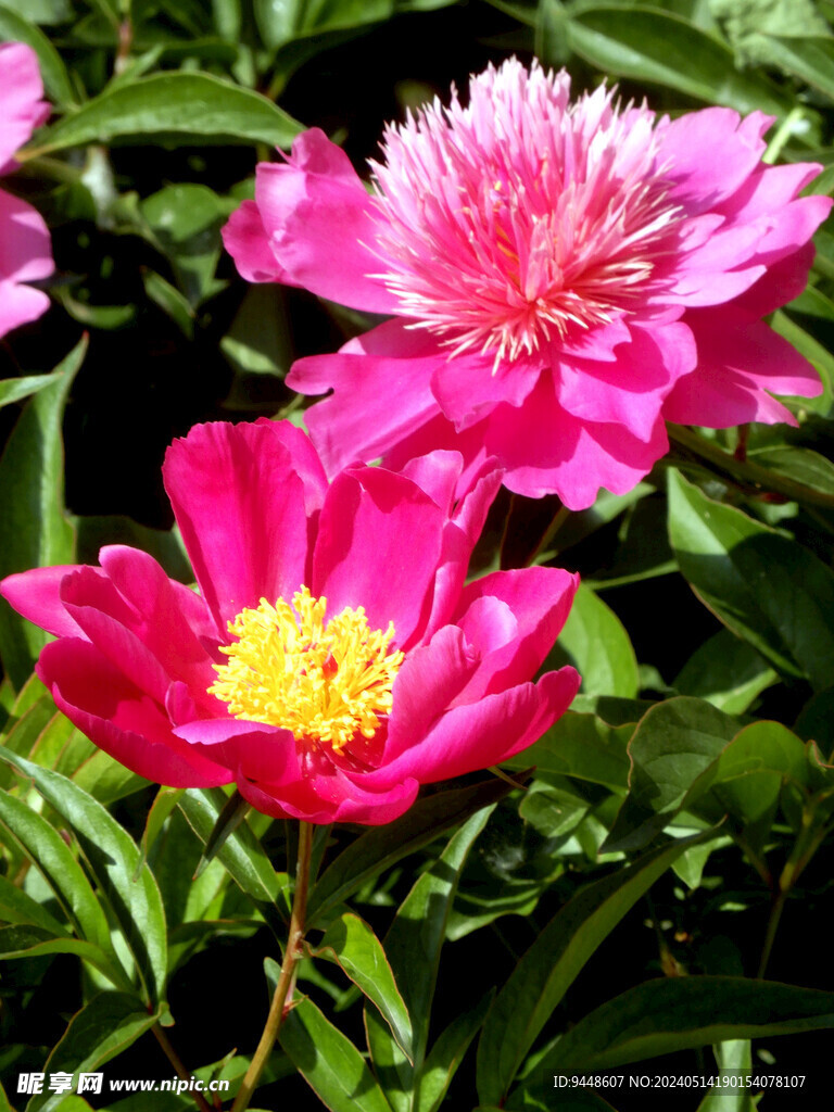 芍藥花