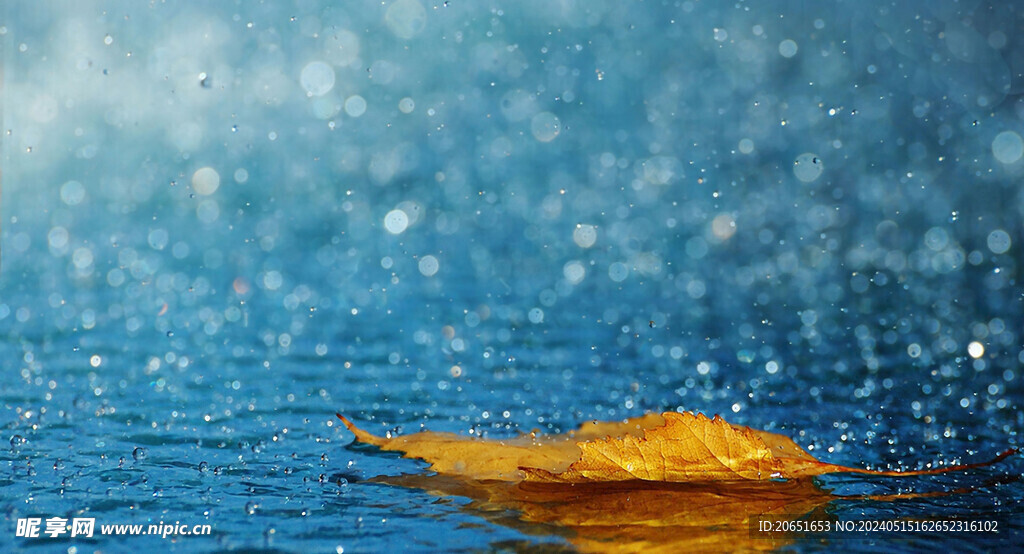 樹葉落葉水滴落雨