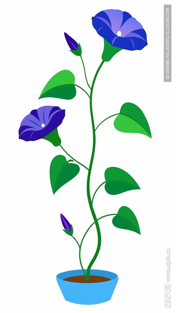 牽牛花平面插圖