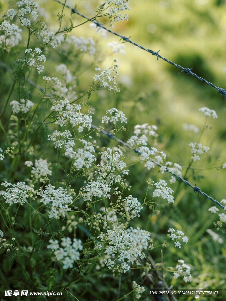 路邊的小花