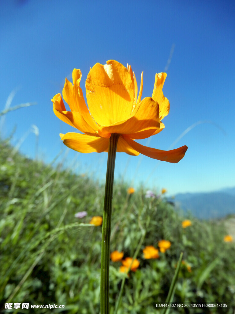 金蓮花