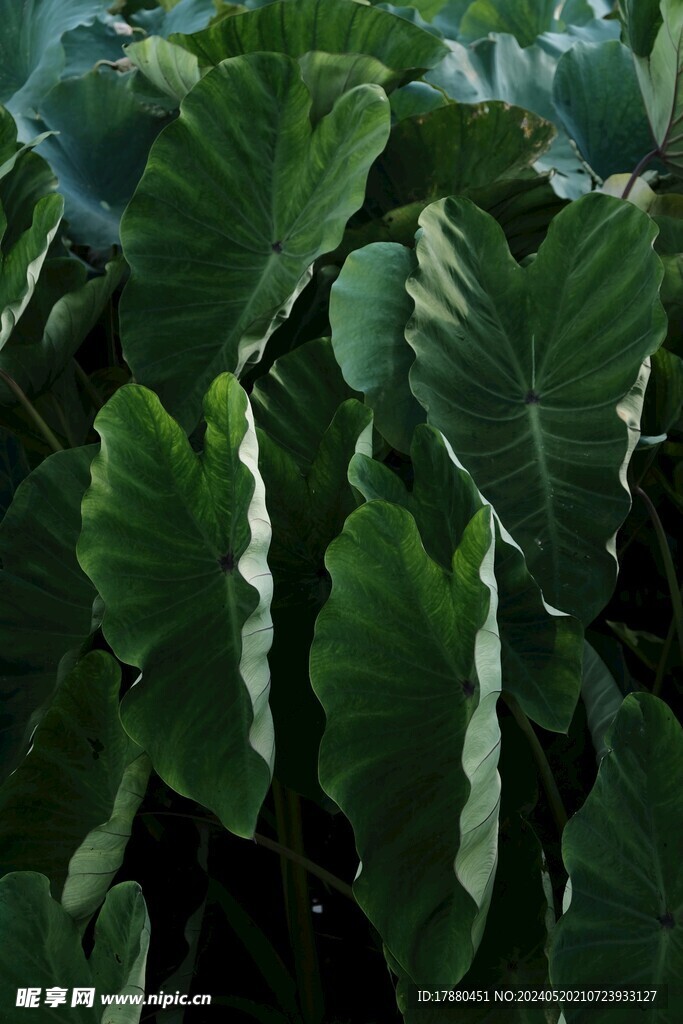 海芋
