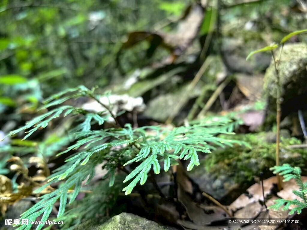 溪流