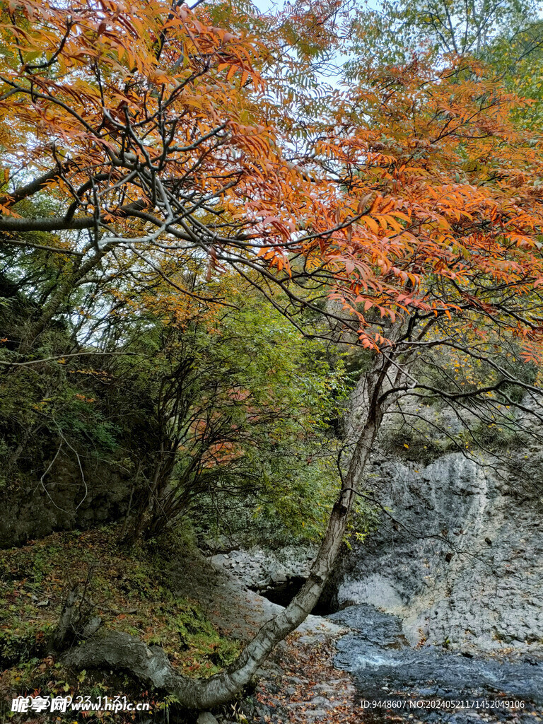 秋景圖