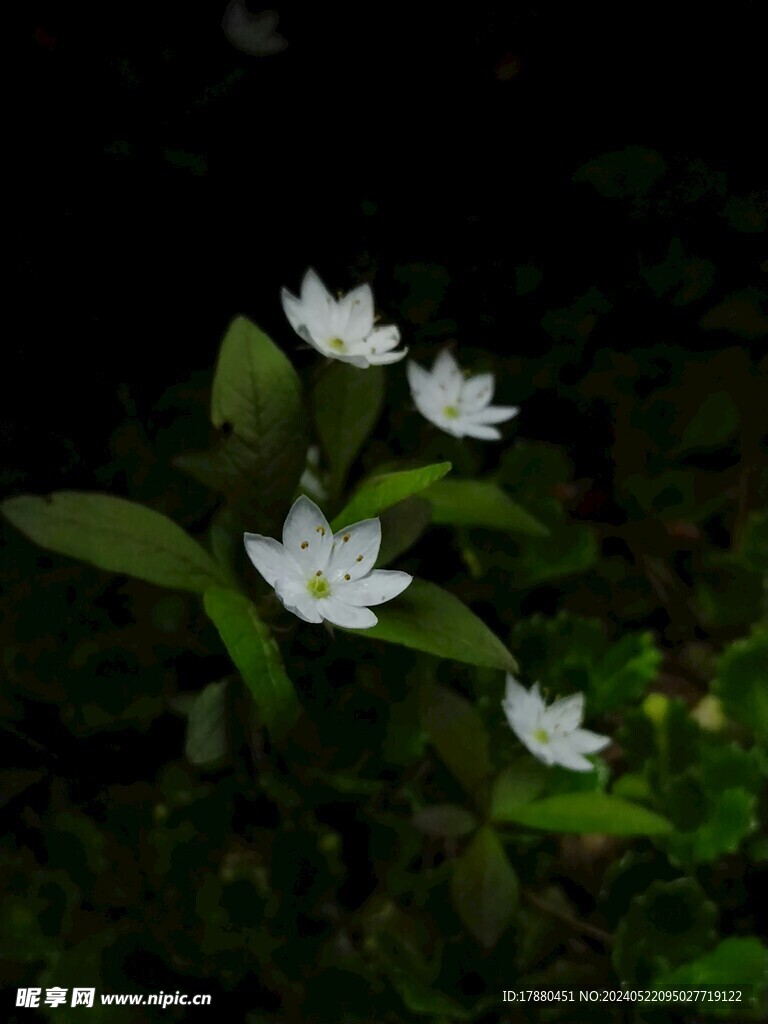 七瓣蓮