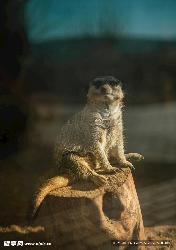 貂