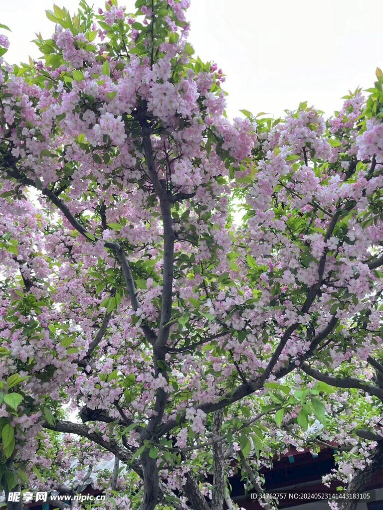 春天的桃花樹自然景觀