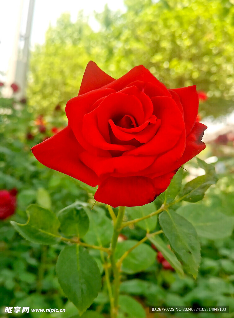 玫瑰花