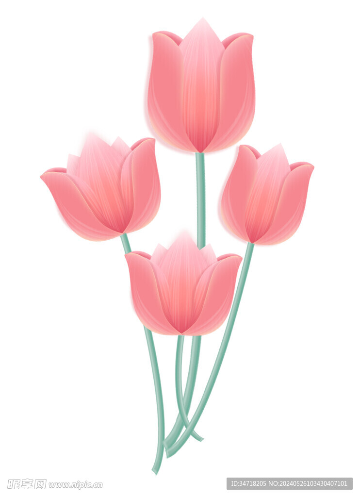 郁金花