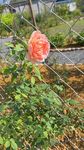夏洛特夫人