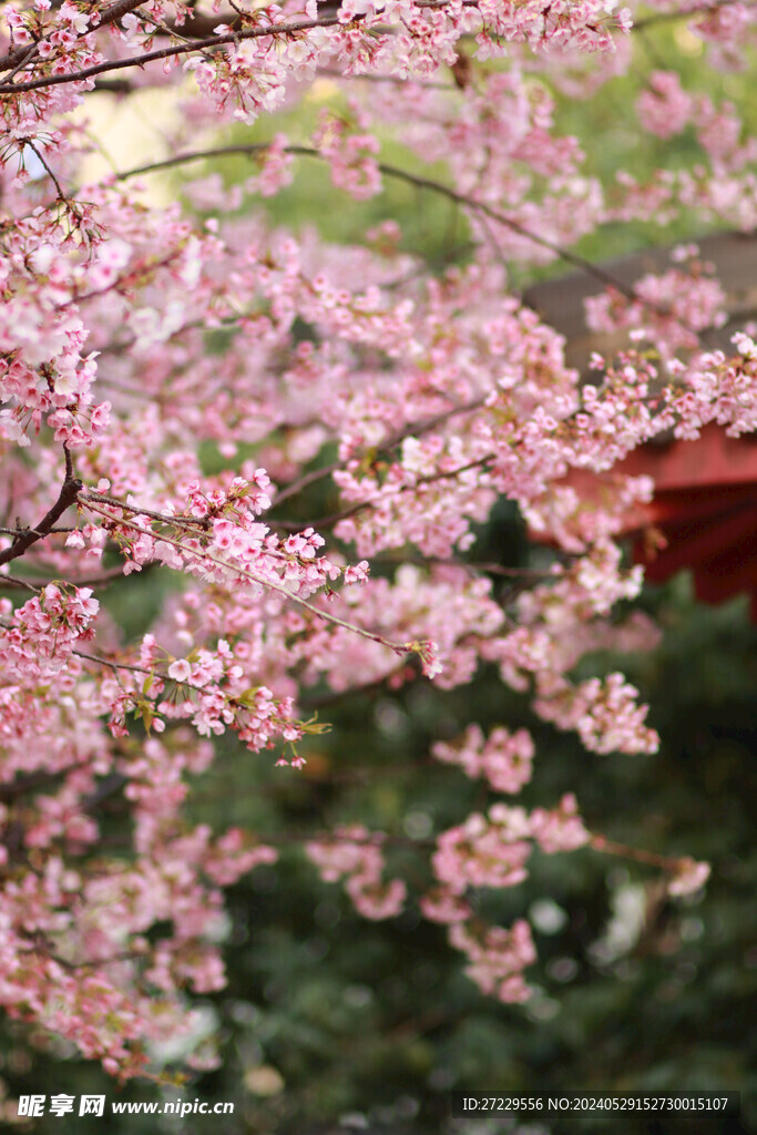 櫻花