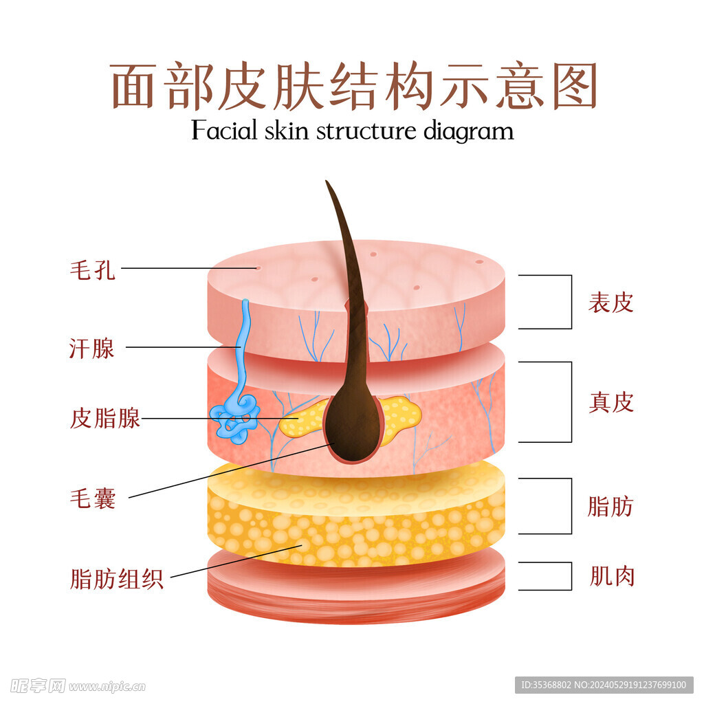 皮膚結構