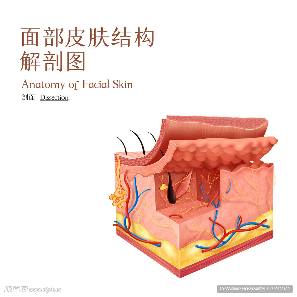 面部皮膚結(jié)構(gòu)詳解