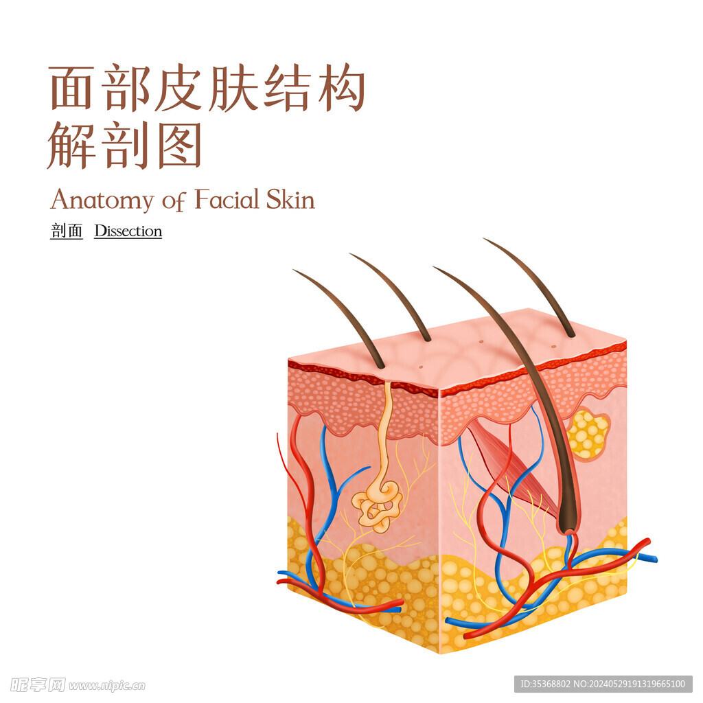 面部皮膚結構詳解