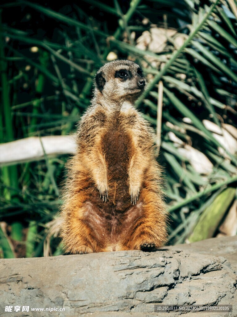 獴