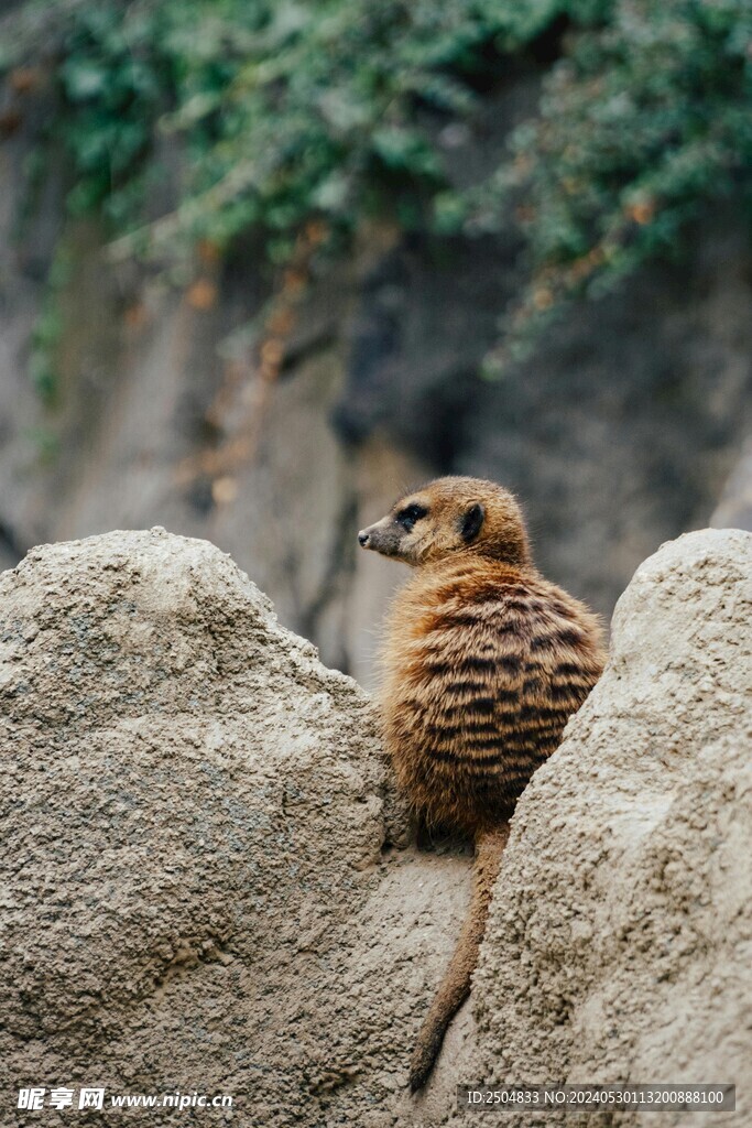獴