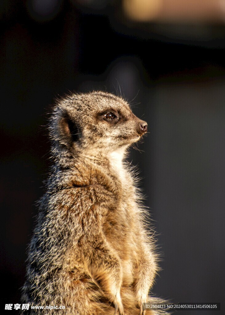獴