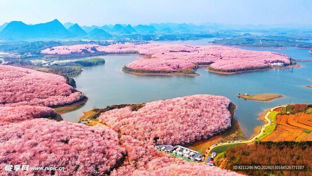 貴州萬(wàn)畝櫻花園