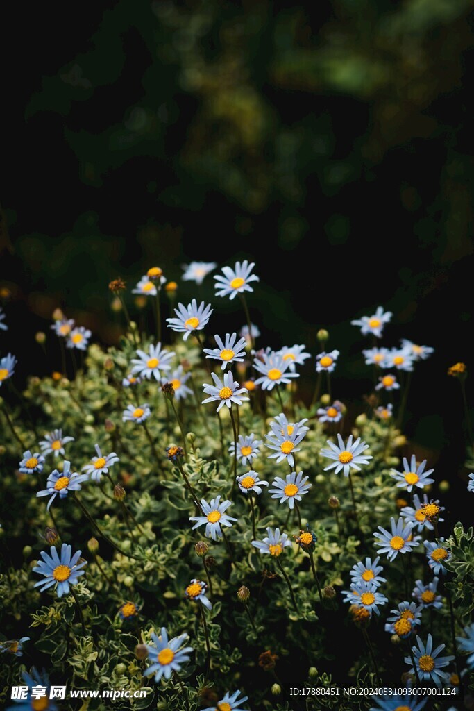 狗娃花