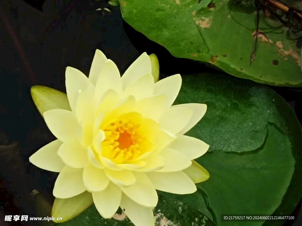 蓮花