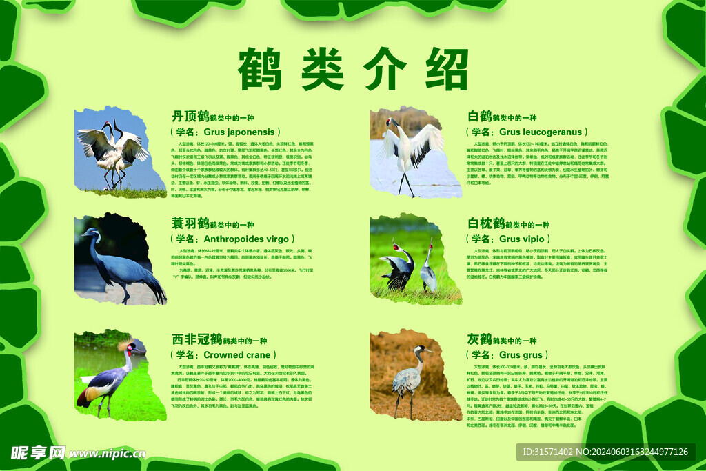 鶴類介紹
