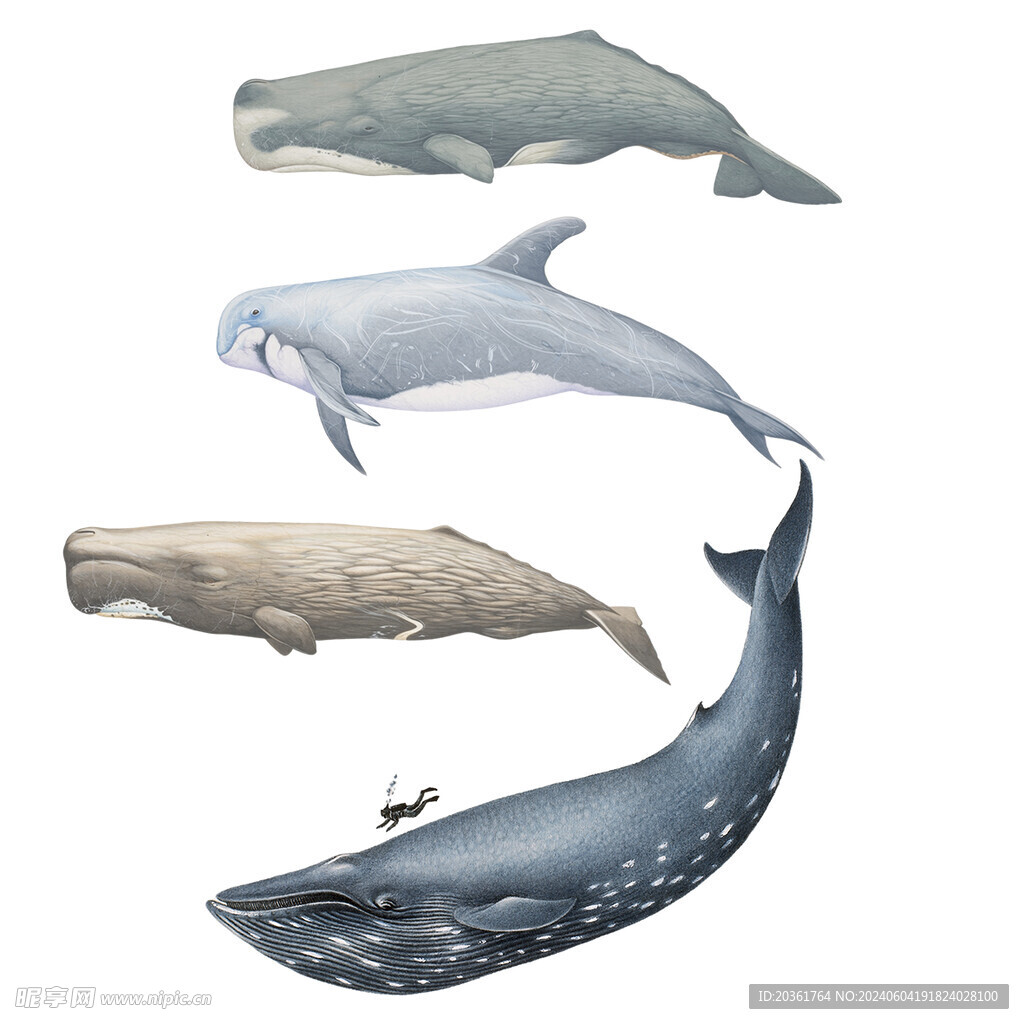 鯨魚