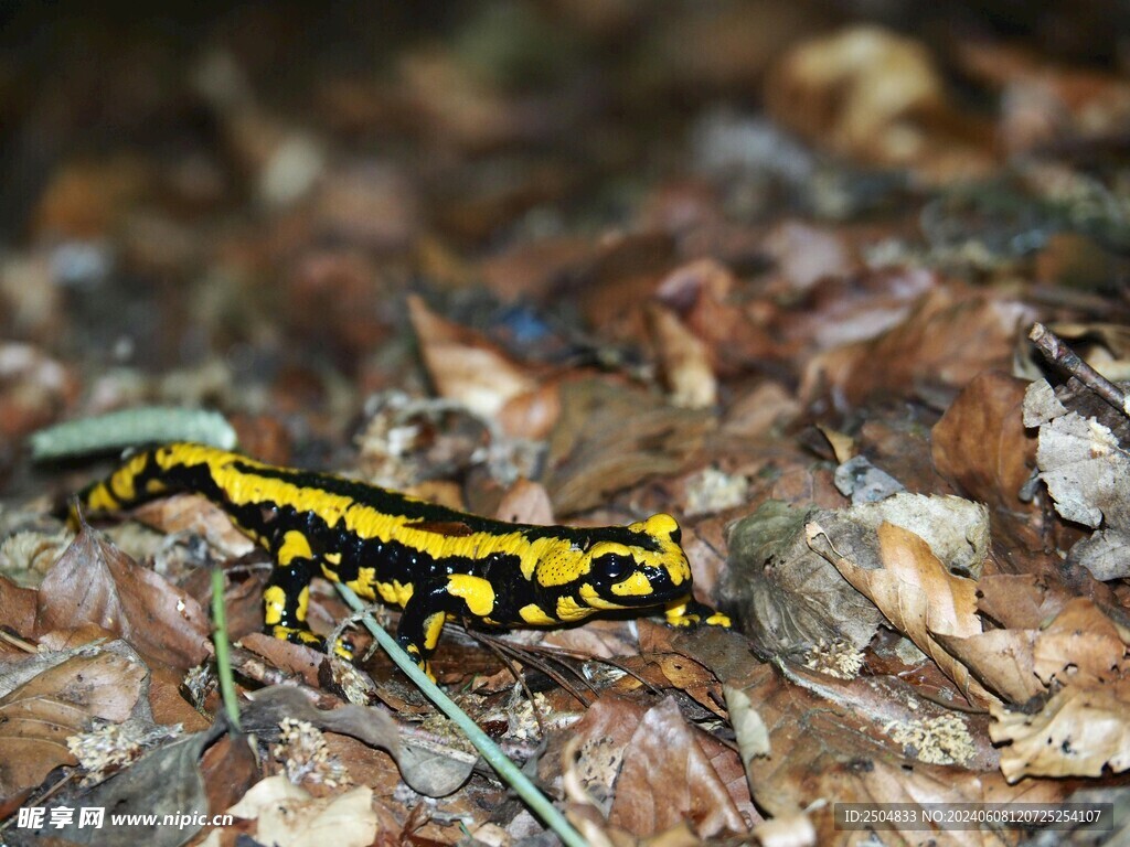 蠑螈