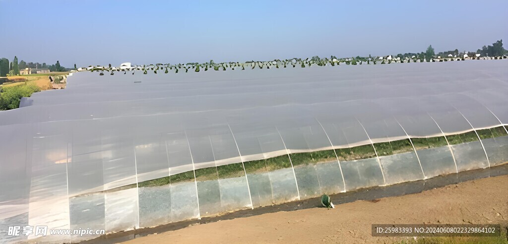 西瓜栽培大棚