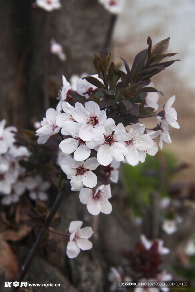 紅葉李