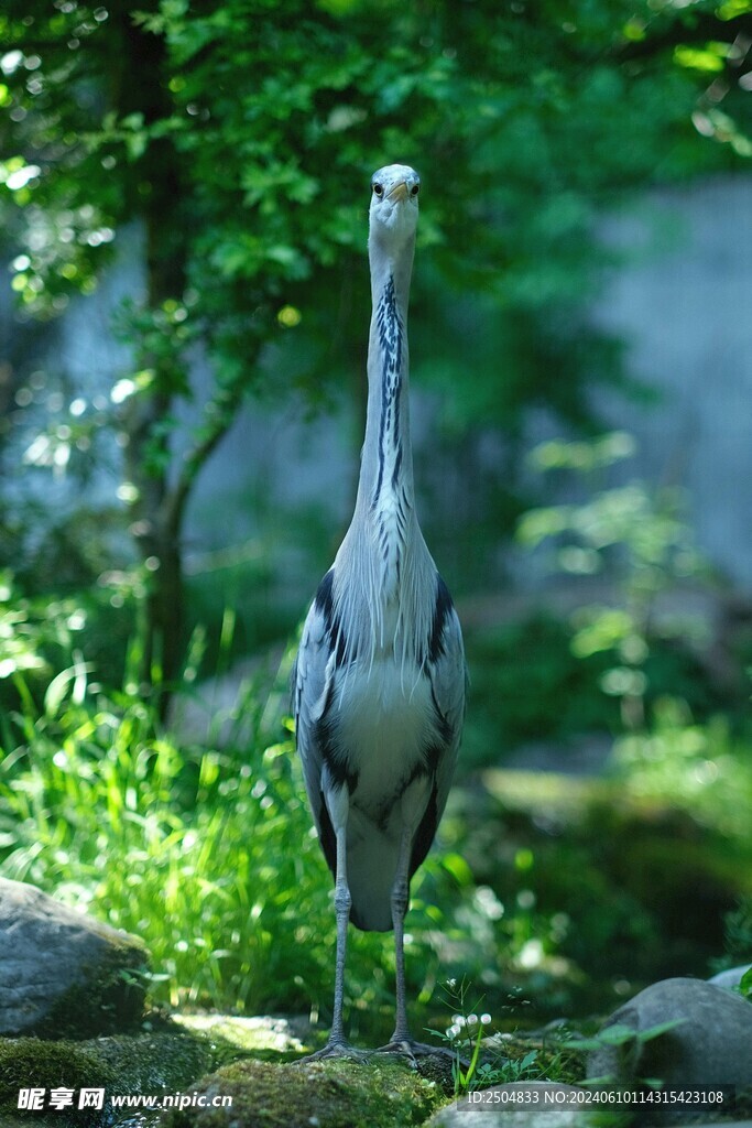 鷺