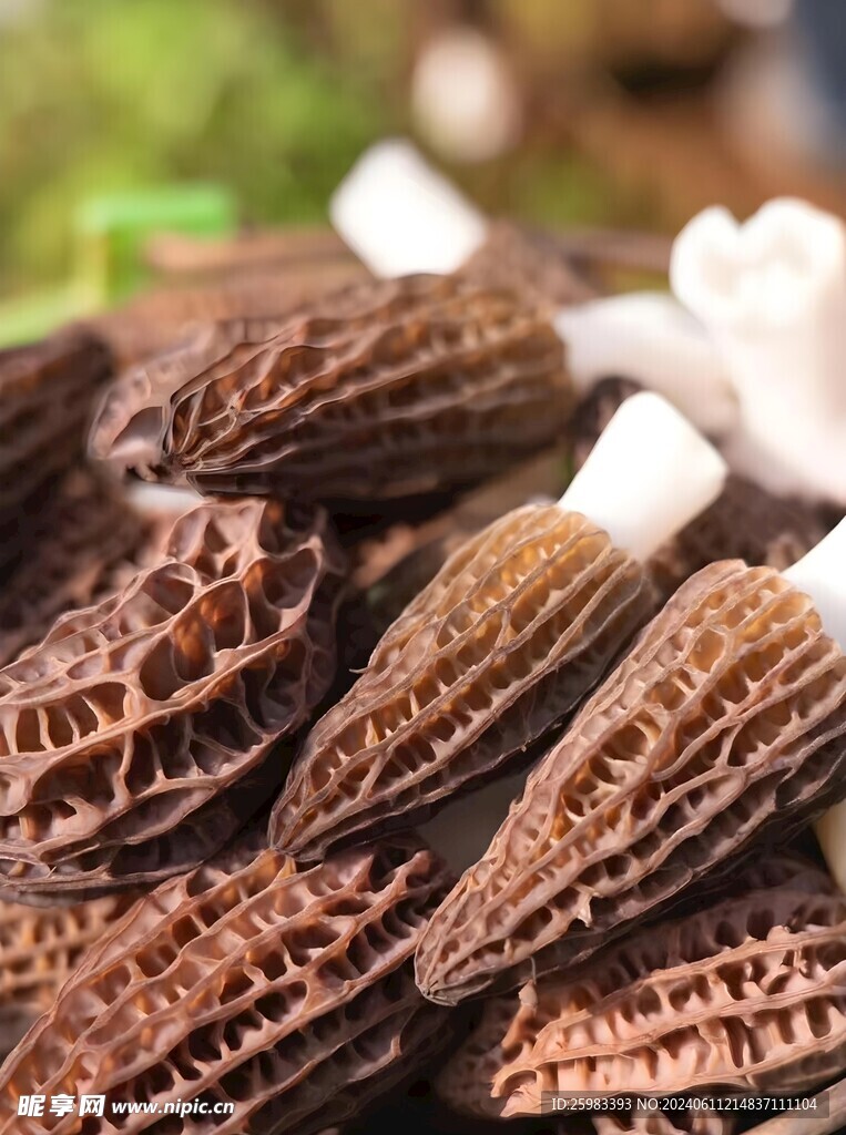 云南菌菇
