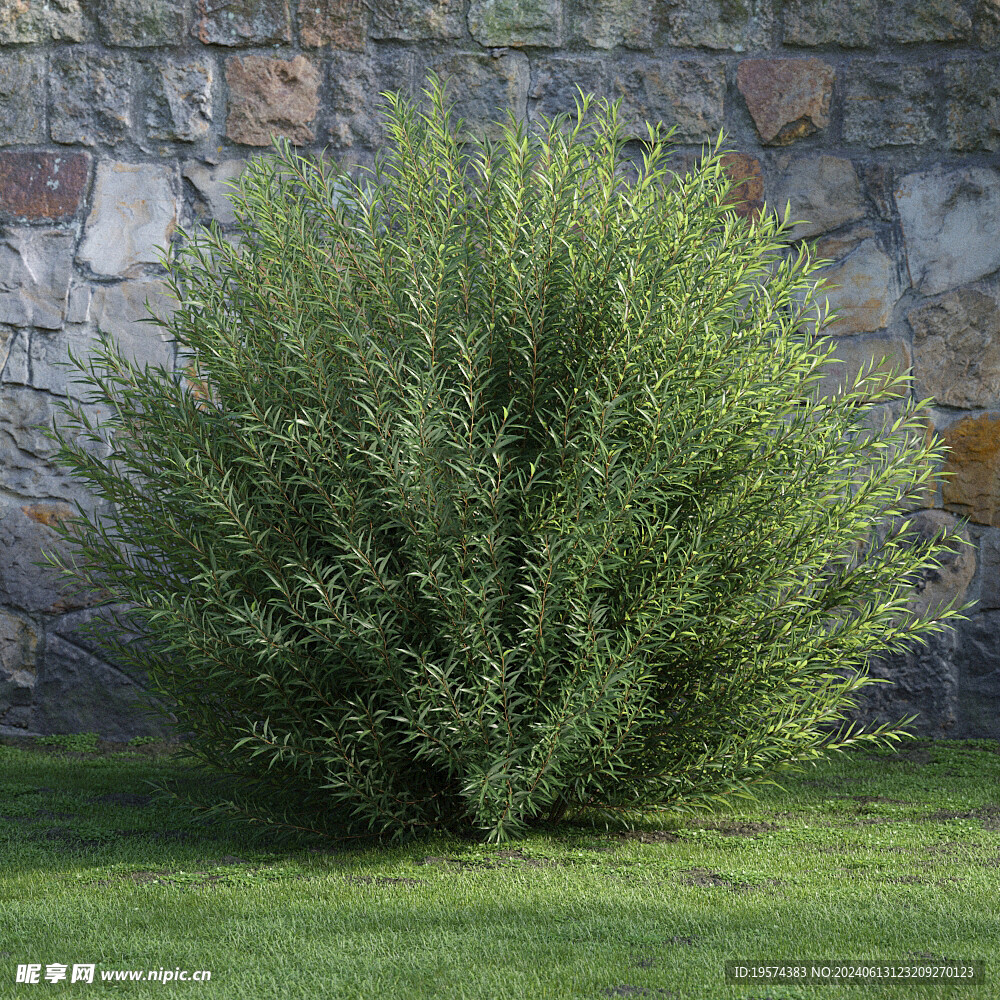 C4D模型 綠色植物