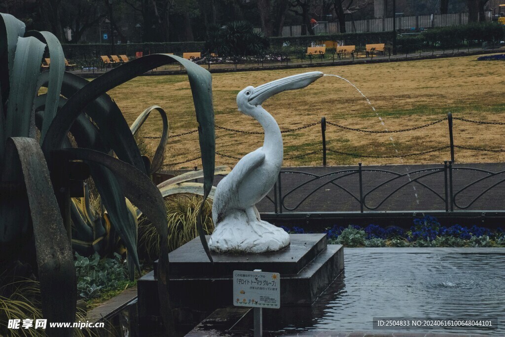 鵜鶘
