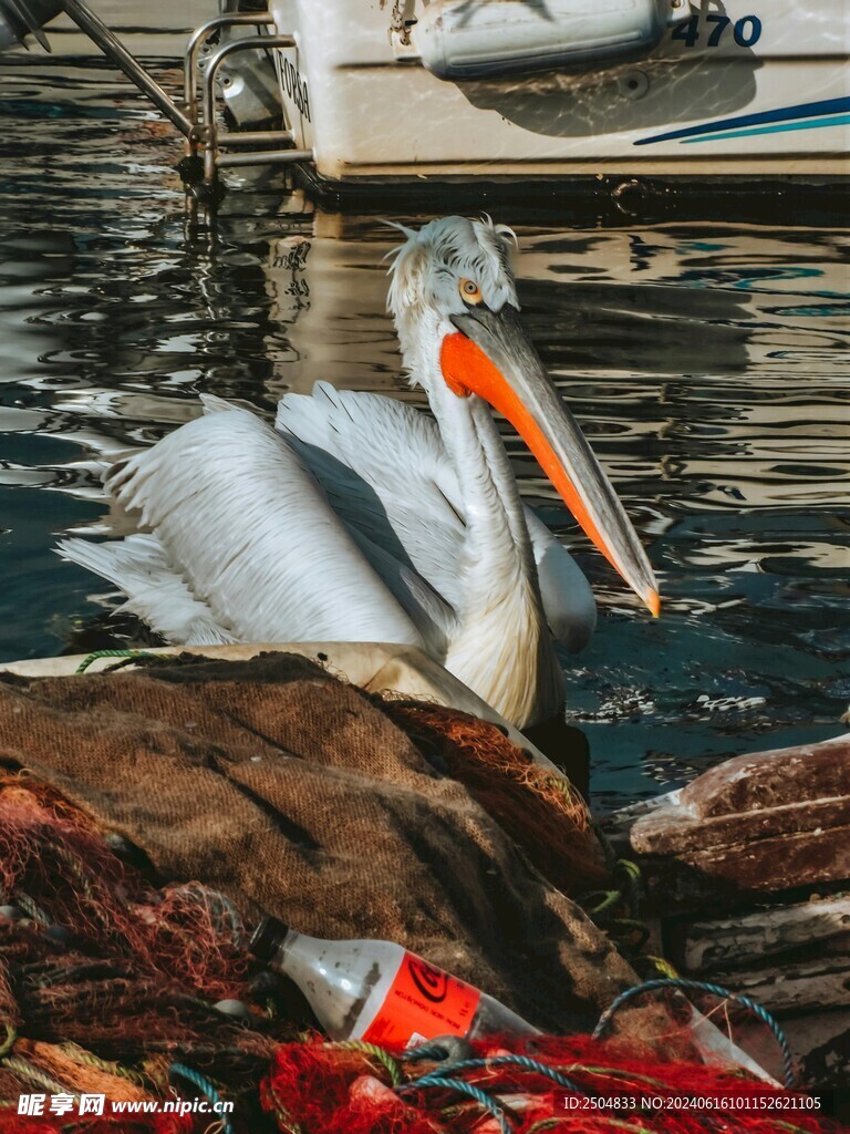 鵜鶘