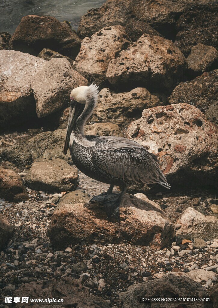 鵜鶘