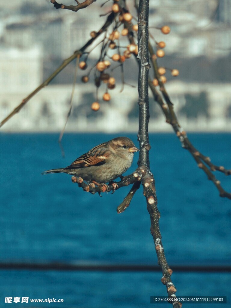 麻雀