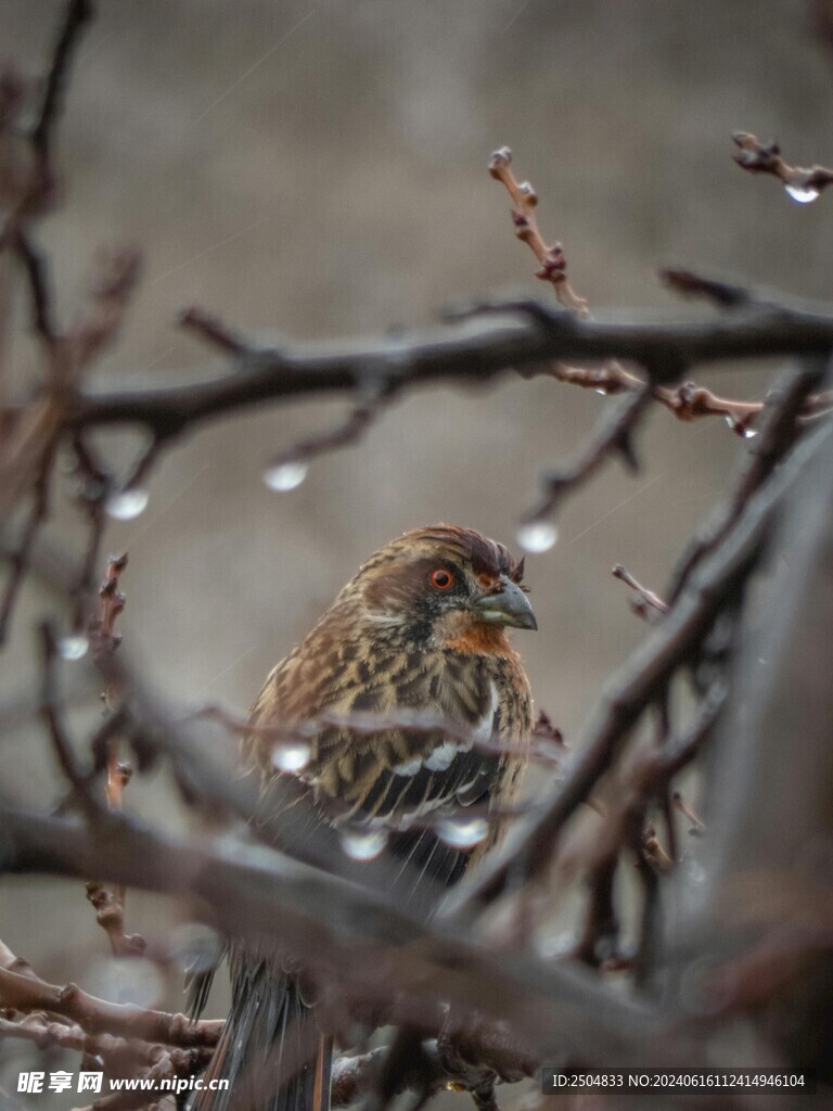 麻雀