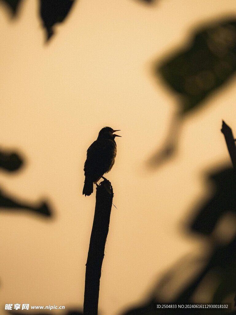 麻雀
