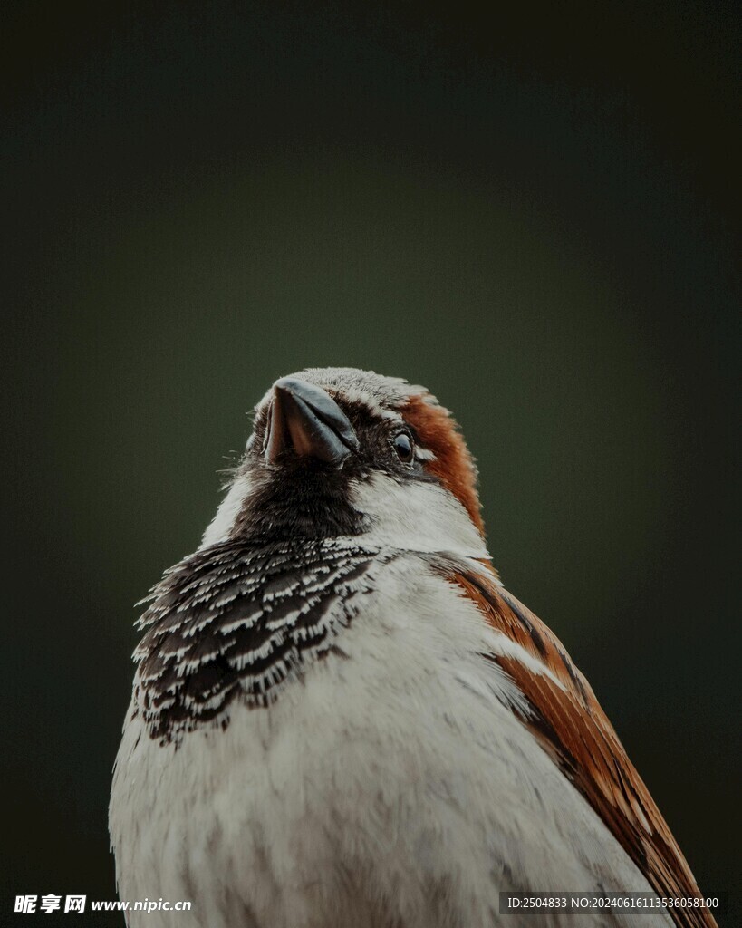 麻雀