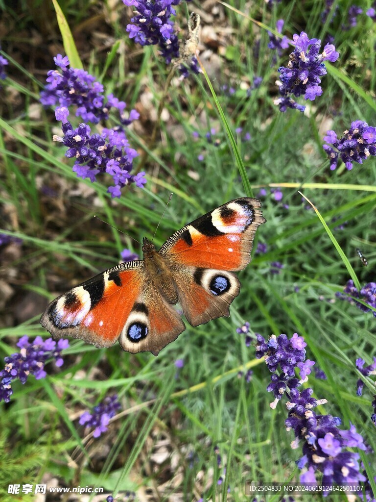 蝴蝶