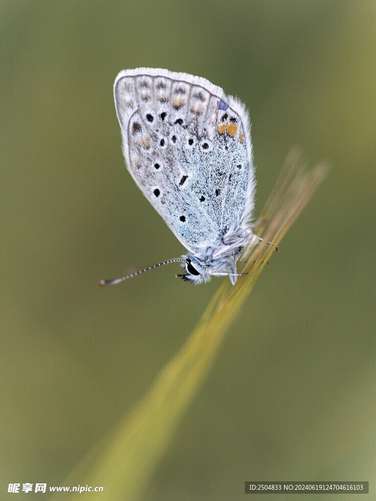 蝴蝶