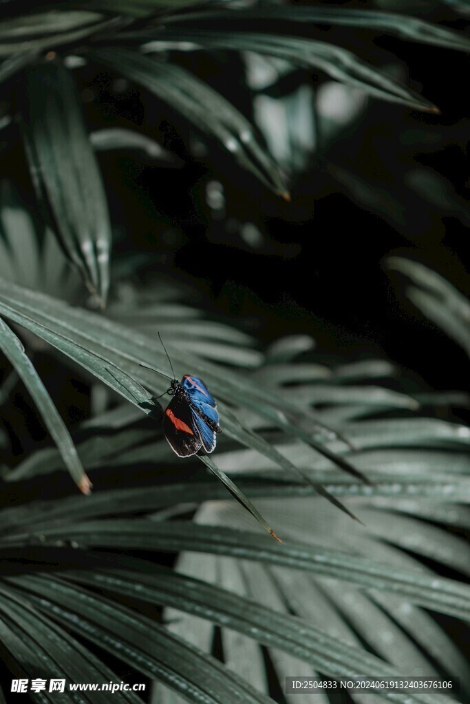 蝴蝶